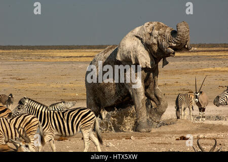 Gemsbock, Elefanten und Zebras, Newbroni Wasserloch, Etosha Nationalpark, Namibia Stockfoto