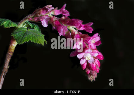 Rosa Blüten von Chaparral Johannisbeere, Ribes Malvaceum auf schwarzem Hintergrund Stockfoto