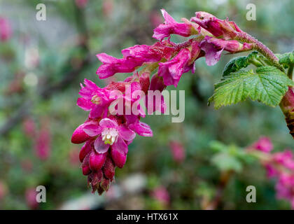 Rosa Blüten von Ribes Malvaceum (Chaparral Johannisbeere) in der Natur in Kalifornien Stockfoto