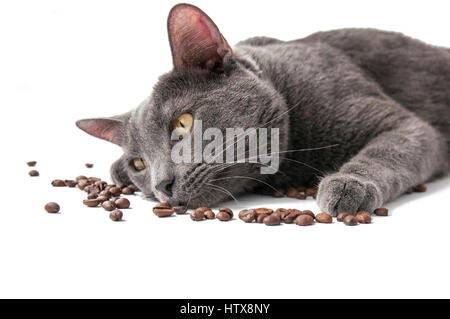 Kaffeebohnen, liegt als nächstes sibirische blauenkatze auf weißem Hintergrund Stockfoto