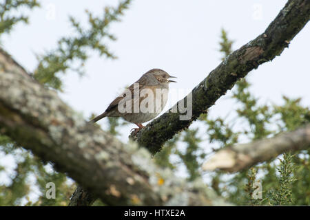 Heckenbraunelle (Prunella Modularis) singen in einem Baum Stockfoto