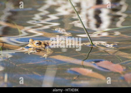 Gemeinsamen Kröte (Bufo Bufo) in einem Teich Stockfoto