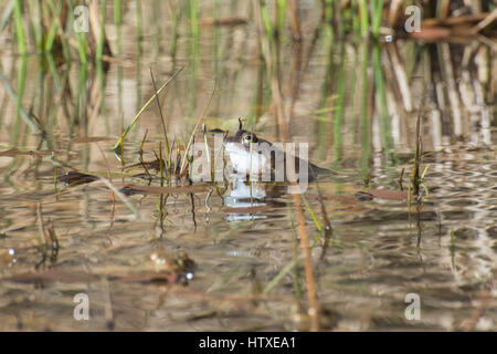 Männliche Frosch (Rana Temporaria) Frösche im Teich im Frühjahr Zucht Stockfoto