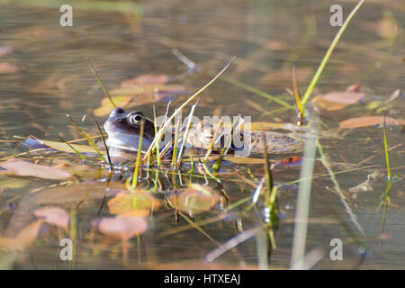 Grasfrosch (Rana Temporaria) und gemeinsame Kröte (Bufo Bufo) in einem Zucht-Teich in Berkshire, Vereinigtes Königreich Stockfoto