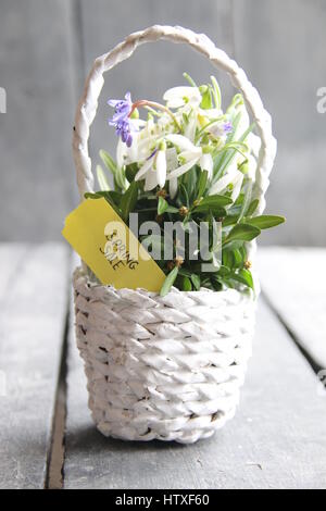 Frühling Verkauf handschriftlichen Tag und Strauß Schneeglöckchen in einem Weidenkorb. Vintage Retro oder rustikalen Stil Stockfoto