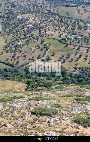 Fes, Marokko.  Friedhof und Olivenbäumen unterhalb der Merenid Gräber. Stockfoto