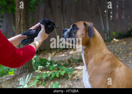 Amerikanische Krähe, junge Krähe, verletzten Vogel, Vogel gefallenen vom Nest, neugierig, deutscher Boxer, Novato, Marin County, Kalifornien Stockfoto