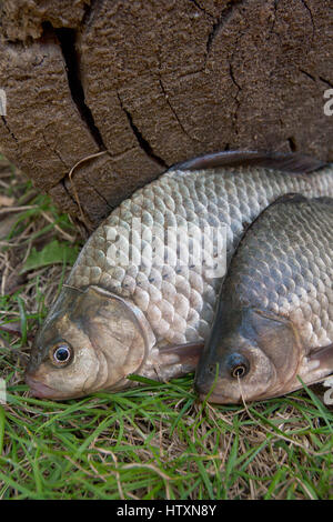 Süßwasserfische, die gerade aus dem Wasser genommen werden. Karausche Fisch oder Carassius auf dem grünen Rasen. Stockfoto