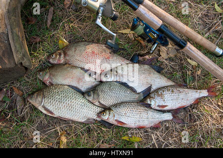 Fang von Süßwasserfischen und Angelruten mit Angelrollen auf dem grünen Rasen. Einige Brassen Fisch, Karausche Fisch oder Carassius, Plötze Fisch auf natürliche Rücken Stockfoto