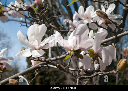 Magnolie (Magnolia X loebneri 'Merrill') Blüten echte Berengo Botanico Stockfoto