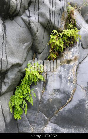 Tausend Farn (Adiantum Raddianum) wächst wild in Basalt Felsen, Alcantara-Schlucht, Sizilien, Italien Stockfoto