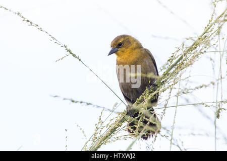 Gelb mit Kapuze Amsel (Chrysomus Icterocephalus) singen in Bushs in der Nähe von Wasser im Magdalena River Valley, Tolima, Kolumbien Stockfoto