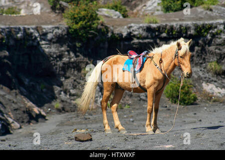 Pferd warten auf Touristen für eine Fahrt in der Nähe von Krater des Gunung Bromo in Jawa, Indonesien Stockfoto
