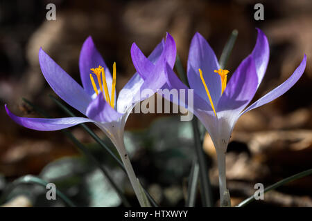 Nahaufnahme von zwei Violette Krokusse (Crocoideae) teilqualifizierte vollständig in der Frühlingssonne Stockfoto