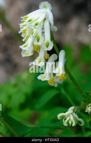 Weiss Corydalis (Pseudofumaria Alba), Blumen Stockfoto