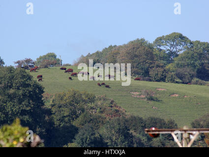 Red Ruby Rinder in Devon Hanglage an einem sonnigen Tag mit blauem Himmel auf Rasen mit Bäumen Stockfoto