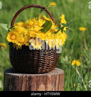 Löwenzahn Blume in Korb Stockfoto