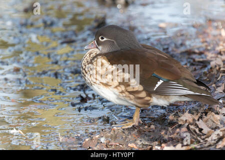 Weibliche Mandarinente (Aix Galericulata) bei Trent Country Park. Hockende Ente. Stockfoto