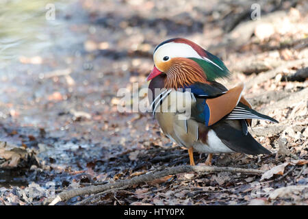 Männliche Mandarinente (Aix Galericulata) bei Trent Country Park. Hockende Ente. Stockfoto