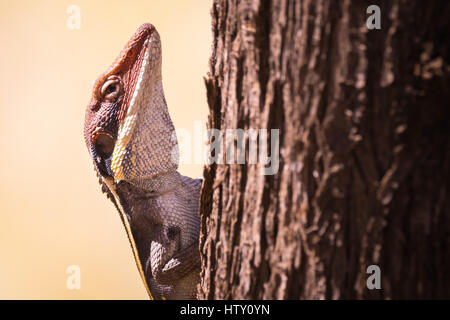 Langnasen-Dragon (Gowidon Longirostris) Stockfoto