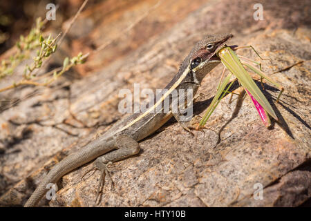 Langnasen-Dragon (Gowidon Longirostris) Stockfoto