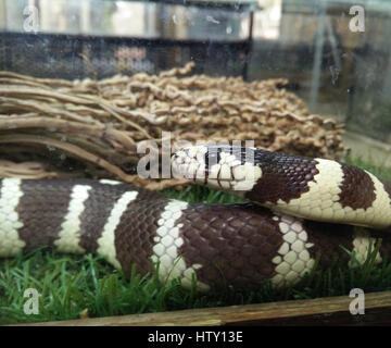 Reptile Park bei Hamat Gader, Golanhöhen, Israel, Hamat Gader hat 4 Quellen von Mineralwasser. Weitere Attraktionen sind eine archäologische Stätte mit reco Stockfoto