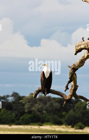 Fischadler auf einem Ast in Botswana Stockfoto