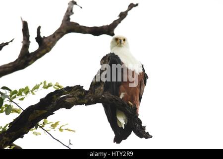 Fischadler auf einem Ast in Botswana Stockfoto