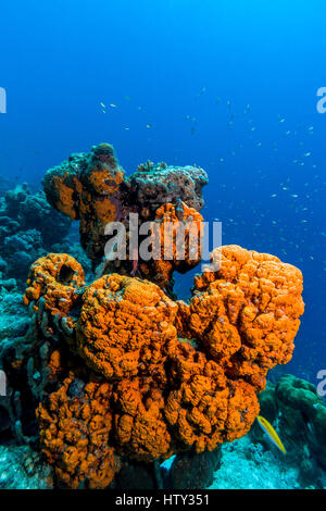 Agelas Clathrodes, auch bekannt als der orange Elefant Schwamm, Ohr ist eine Art von demosponge Stockfoto