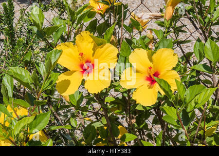 Hibiskus ist eine Gattung von Blütenpflanzen in der Malve Familie Malvaceae. Stockfoto