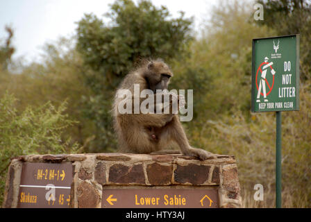 Chacma Pavian auf Wegweiser, Krüger Nationalpark, Südafrika Stockfoto