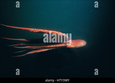 Pazifische Riesenkrake (Octopus Dofleini), British Columbia (Kanada) - Nord-Pazifik. Bild digital manipuliert. Stockfoto