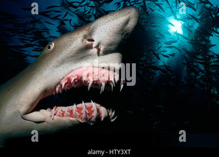 Sand Tiger Shark (Eugomphodus Taurus) präsentiert sich in der Nacht - karibische Meer. Bild digital manipuliert. Stockfoto