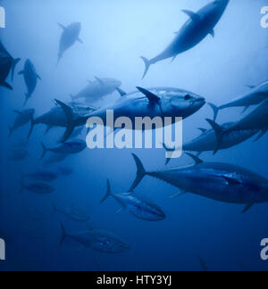 Gigantischen Blauflossenthun (Thunnus Thynnus) innerhalb der Thunfisch net schwimmen. Mattanza, Favignana, Italien - Mittelmeer. Bild digital manipuliert. Stockfoto