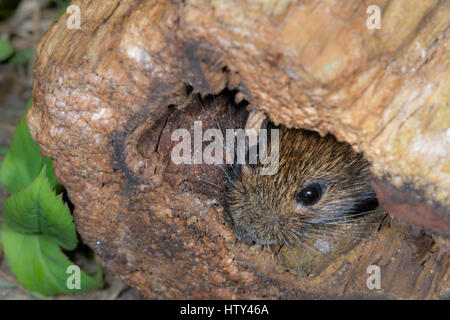 Bank Vole(Clethrionomys glareolus) peering aus einem hohlen Baumstamm in North Norfolk. Stockfoto