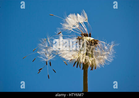 Löwenzahn-Samen-Leiter, wie weggeblasen gegen blauen Himmel Stockfoto