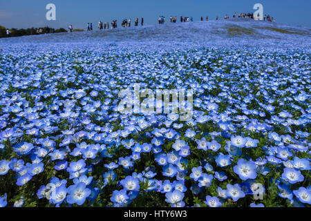 Nemophila (Blume) Feld in voller Blüte bei Hitachi Seepark in Ibaraki, Japan Stockfoto