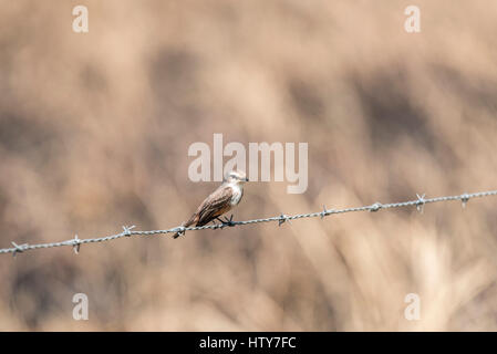 Eine weibliche Vermilion Flycatcher sitzen auf einen Stacheldrahtzaun in Mexiko Stockfoto