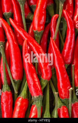 Ein Großteil der red hot chili peppers als Hintergrund. ein Konzept heißen Gewürz für Speisen. Ansicht von oben flach zu legen. Konzept rote Nahrung, roten Hintergrund. Stockfoto