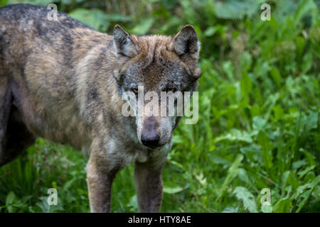 Wolf im Wald Stockfoto