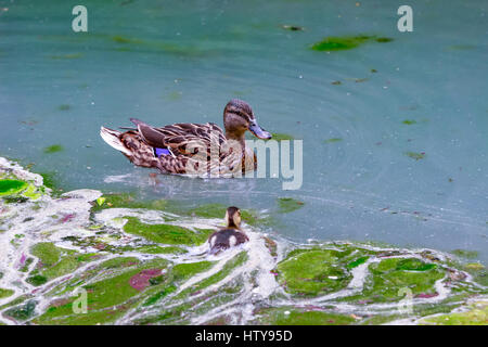 Enten in schmutzigen See Stockfoto