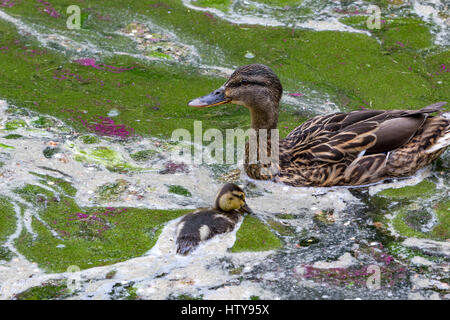 Enten in schmutzigen See Stockfoto