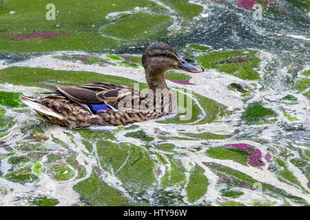 Enten in schmutzigen See Stockfoto