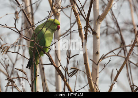 Grüner Halsbandsittich (geflohen waren) Vogel (Papagei) mit rotem Schnabel thront in Silber Birke bei Ham, Richmond-upon-Thames, Surrey, UK Stockfoto