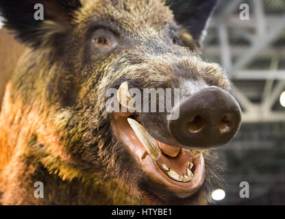 Kopf des Wildschweins mit Reißzähnen Stockfoto