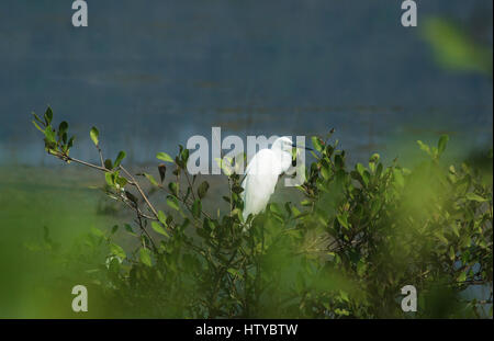 Ein Silberreiher sitzt auf einem Baum auf den richtigen Moment zu jagen Stockfoto