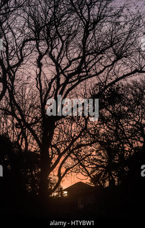 Sun rising behind a house in front of a bunch of trees Stockfoto