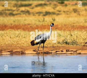 Grey gekrönt Kran (Balearica Regulorum) im Tsavo Ost Park in Kenia Stockfoto