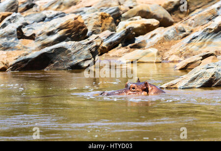 Nilpferd im Fluss. Tsavo Ost Park. Kenia. Stockfoto
