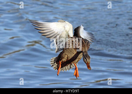 Eine weibliche Stockente, die auf einem Teich landen, fliegen Stockfoto